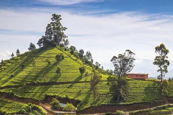Green Mount View Two Bed Room Apartment Nuwara Eliya Buitenkant foto